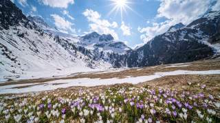 Berglandschaft mit schneebedeckten Gipfeln, unter strahlendem Sonnenschein blühen im Vordergrund weiße und lila Krokusse auf einer Wiese.