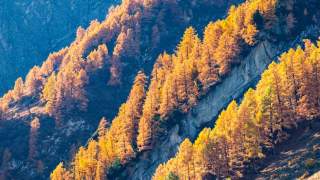 Herbstlich gefärbte Bäume auf einem sonnigen, steilen Berghang mit Felsen im Hintergrund.