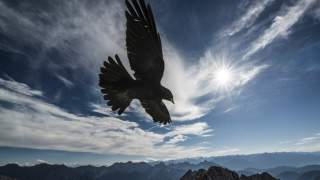 Ein Vogel fliegt mit ausgebreiteten Flügeln vor einem bewölkten Himmel über eine Berglandschaft bei Sonnenschein.