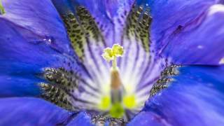 Makroaufnahme des inneren Teils einer blauen Blüte mit gelb-grünem Stempel und schwarzen Punkten auf den Blütenblättern.
