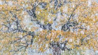 Ein großer Baum mit gelb-orangefarbenen Herbstblättern steht im dichten Schneefall, der die Szene winterlich erscheinen lässt.