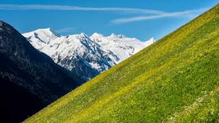 Schräge Blumenwiese im Vordergrund vor schneebedeckten Berggipfeln und blauem Himmel.