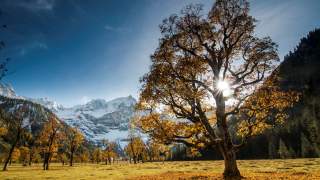 Herbstliche Baumgruppe auf einer Wiese mit Bergpanorama und Sonne, die durch die Äste scheint.