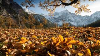 Herbstliches Tal mit gelben Laubblättern auf dem Boden, Bäumen mit buntem Laub und schneebedeckten Bergen im Hintergrund unter blauem Himmel.