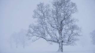 Baum im Winter mit schneebedeckten Ästen in einer verschneiten Landschaft bei starkem Schneefall.