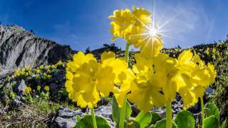 Gelbe Blumen vor einer felsigen Berglandschaft bei strahlend blauem Himmel und Sonnenschein.