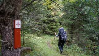 Eine Person mit großem Wanderrucksack und Wanderstöcken geht auf einem schmalen Pfad durch einen grünen Wald. Links ist ein Baum mit einem roten, markierten Wegweiser zu sehen.