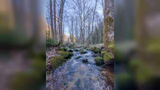 Ein kleiner Fluss im Wald, die Bäume sind noch nicht belaubt.