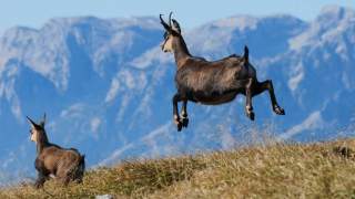 Zwei Gämsen auf einer Bergwiese, eine davon springt, vor einem Hintergrund aus bewölkten Bergen.