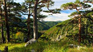 Blick auf einen bewaldeten Berghang mit mehreren Kiefern im Vordergrund und blauem Himmel mit Wolken.