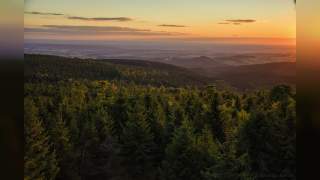 Ein Aussichtsturm, umgeben von Wald.