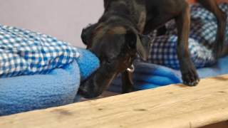 Schwarzer Hund schnuppert an einer blauen Decke auf einem Holztisch, im Hintergrund blaue karierte Decken.