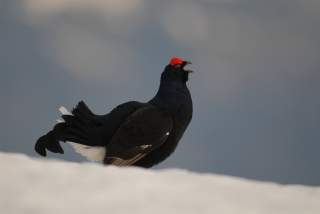 Ein Birkhuhn mit auffälligen roten Augenbrauen steht auf Schnee und ruft.