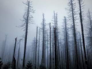 Kahle Fichten im Nationalpark Harz
