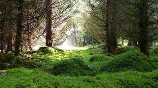 Moosbedeckter Waldboden