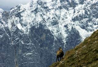 Gams am Satteljoch im Karwendelgebirge.