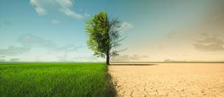 Ein einzelner Baum steht in der Mitte eines Feldes, dessen linke Seite grün und lebendig ist, während die rechte Seite trocken und karg wirkt. Der Himmel ist teilweise bewölkt und unterstreicht den Kontrast zwischen den beiden Landschaftshälften.