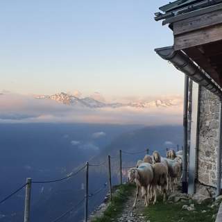 Berge im Hintergrund, Schafherde an der Hütte