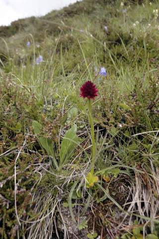 Rote Blume auf einer grünen Wiese mit verschiedenen Gräsern und kleinen blauen Blüten im Hintergrund.