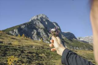 Wildkräuter am Berg
