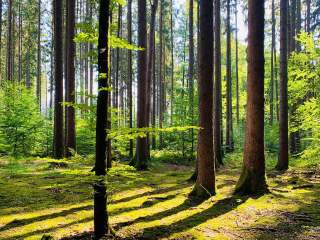 Blick in den Bergwald mit Laub- und Nadelbäumen.