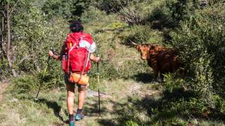 Wanderin mit rotem Rucksack und Trekkingstöcken geht auf einem Waldweg, vor ihr steht eine braune Hochlandrind-Kuh zwischen Büschen.