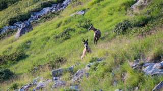 Zwei Gämsen stehen und sitzen in einer grasbewachsenen, felsigen Berglandschaft.