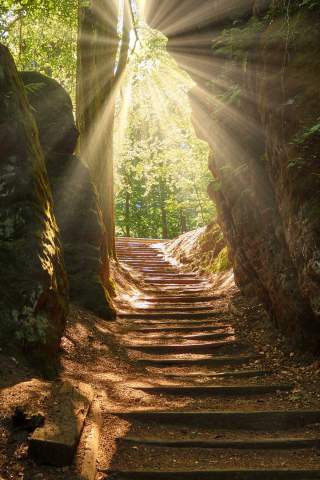 Ein sonnenbeschienener Waldweg mit Holzstufen führt zwischen moosbedeckten Felsen hinauf ins helle Grün. Sonnenstrahlen fallen durch die Bäume und erzeugen ein warmes, mystisches Licht.