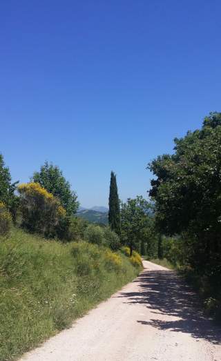 Landschaftlicher Weg mit Bäumen und gelben Blumen an einer Seite unter blauem Himmel.