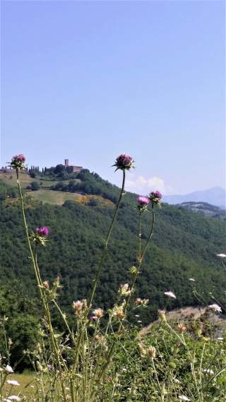 Blick auf hügelige Landschaft mit grünen Wäldern, blühenden Disteln im Vordergrund und einem Schloss auf einem Hügel unter blauem Himmel.