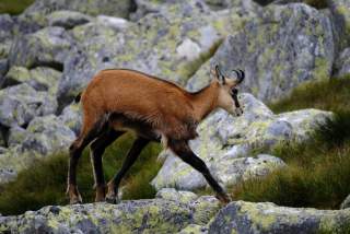 Ein Gämse läuft über einen mit Flechten bewachsenen Felsen in einer alpinen Landschaft. Im Hintergrund sind weitere große Steine und etwas Gras zu sehen.