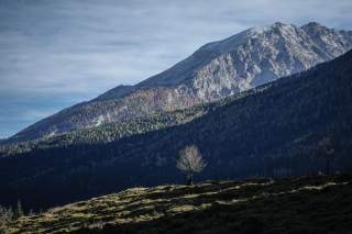 Berglandschaft mit teils schneebedecktem Gipfel, darunter bewaldete Hänge und eine grasbewachsene Wiese mit einem einzelnen kahlen Baum im Vordergrund.