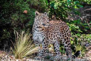 Ein Leopard steht im Gras vor dichtem, grünem Gebüsch und blickt nach links.
