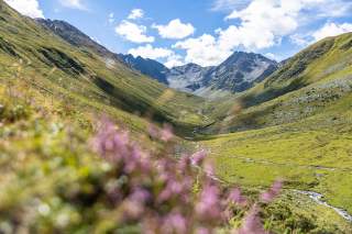 Grünes Tal mit kleinem, schlängelndem Bach zwischen bewachsenen Bergen unter blauem Himmel mit weißen Wolken, im Vordergrund unscharfe violette Blumen.