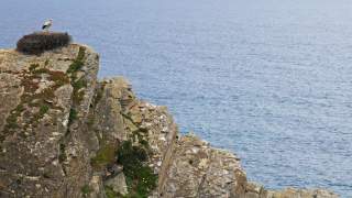 Ein Storch steht auf einem großen Nest auf einem felsigen Klippenvorsprung mit Blick auf das Meer.