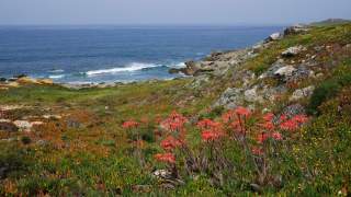 Küstenlandschaft mit bunten Wildblumen und Gräsern im Vordergrund, Felsen am Ufer und ruhigem Ozean im Hintergrund unter klarem Himmel.