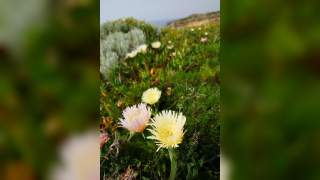 Gelbe und rosa Blüten wachsen in einer grünen, buschigen Landschaft unter klarem Himmel. Im Hintergrund sind weitere Pflanzen und ein verschwommener Hügel zu sehen.