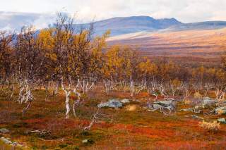 Herbstliche Birken mit gelben Blättern stehen auf einer bunten Moorlandschaft mit roten und grünen Pflanzen, im Hintergrund ist ein bewölkter Berg zu sehen.
