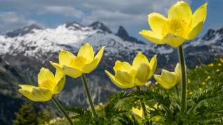 Schwefelanemonen an der Jöchelspitze, im Hintergrund die Hohe Trettach.